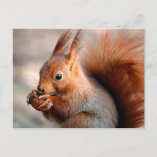 Carte Postale Écureuil rouge mangeant une noisette