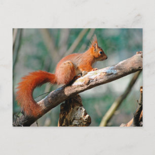 Carte Postale Écureuil rouge sur branche