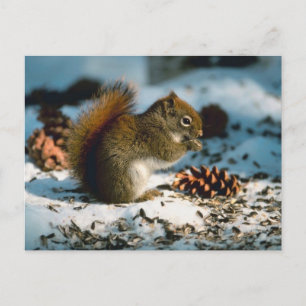 Carte Postale Écureuil roux