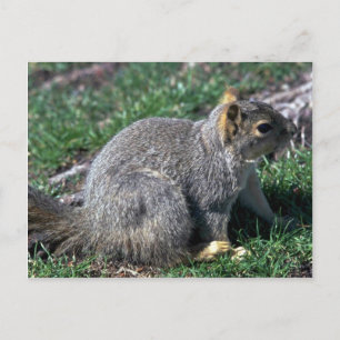 Carte Postale Écureuil roux