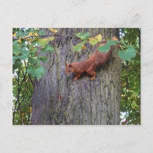 Carte Postale Écureuil roux