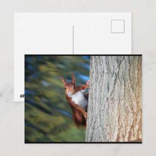 Carte Postale Écureuil roux sur un arbre