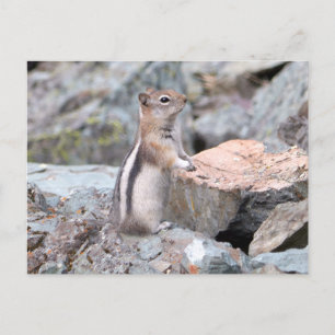 Carte Postale Écureuil terrestre à manteau doré à Glacier II