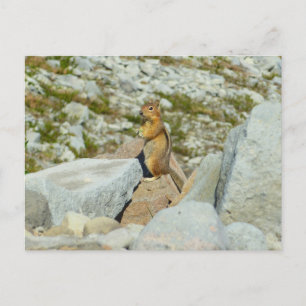 Carte Postale Écureuil terrestre à manteau doré au mont Rainier