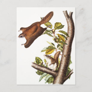 Carte Postale Écureuil volant de l'Oregon (Pteromys Origonensis)
