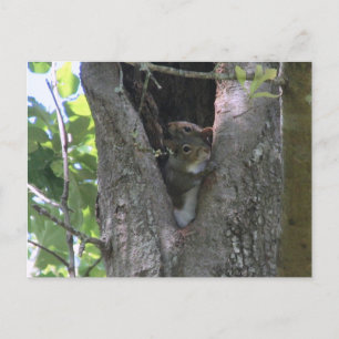 Carte Postale écureuils gris dans l'arbre après le croisement