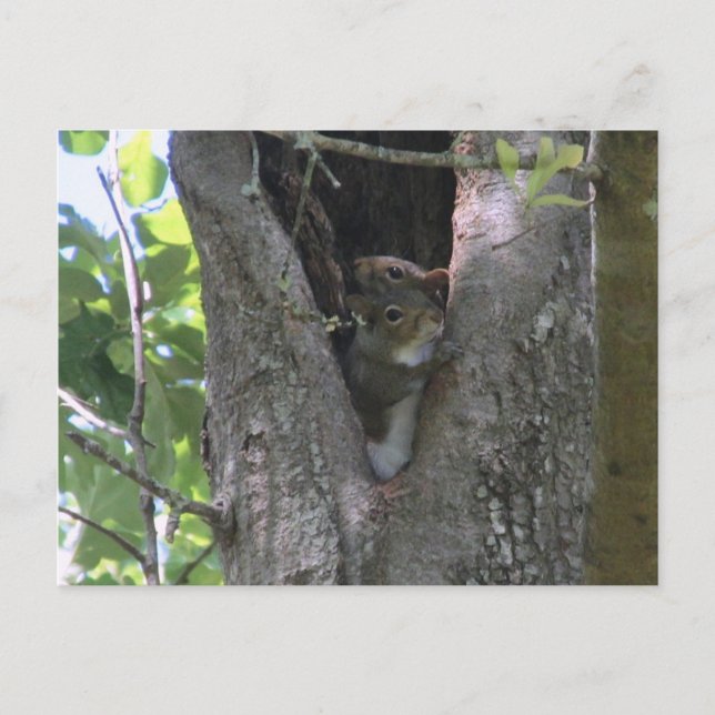 Carte Postale écureuils gris dans l'arbre après le croisement (Devant)