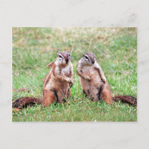 Carte Postale Écureuils jumeaux