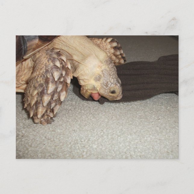 Carte Postale Ed et le Sock, Sulcata Tortoise Bath Mat (Devant)