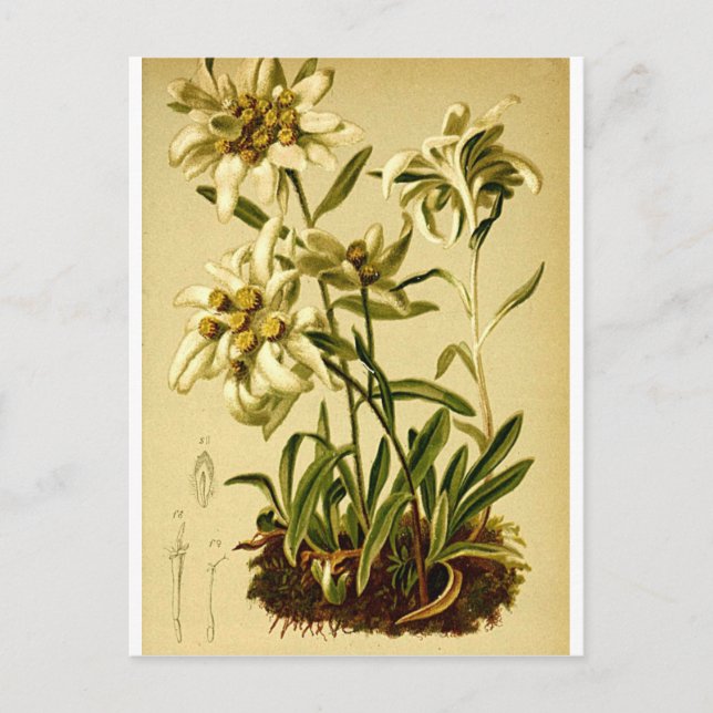 Carte Postale Edelweiss vintage (Devant)