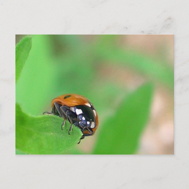 Carte Postale Edgy - Ladybug sur le bord de la feuille (Devant)