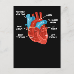 Carte Postale Éducation en anatomie cardiaque Cardiologie
