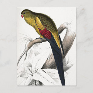 Carte Postale Edward Lear Oiseau Perruche à queue noire