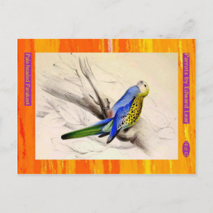 Carte Postale Edward Lear. Parakeet à tête pâle.