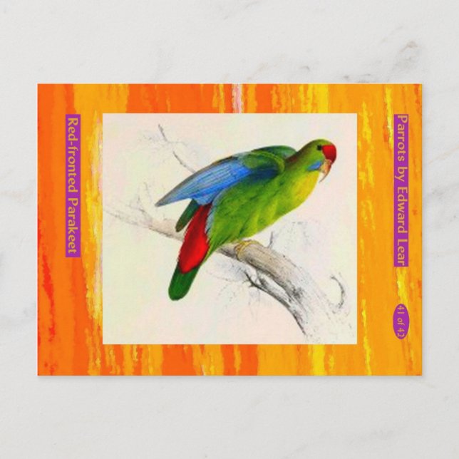 Carte Postale Edward Lear. Perruche à front rouge. (Devant)
