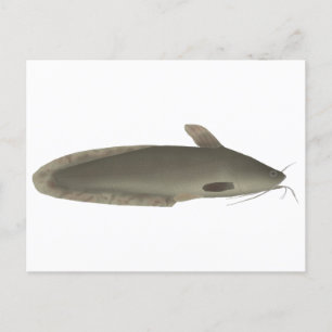 Carte Postale Eeltail