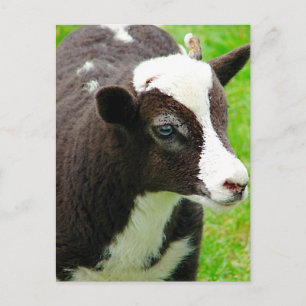 Carte Postale Effet de peinture à l'huile d'agneau d'Amy