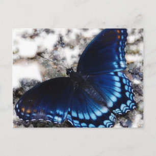 Carte Postale Effet papillon