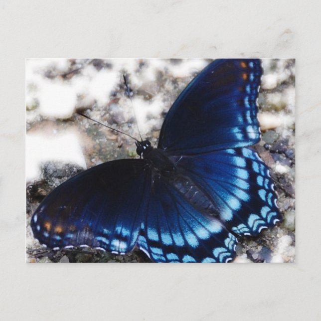 Carte Postale Effet papillon (Devant)