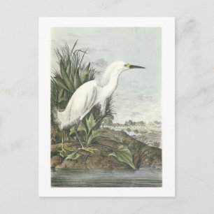 Carte Postale Egret de neige par Audubon