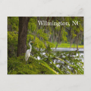 Carte Postale Egret en Wilmington, NC