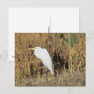Carte postale - Egret in the Grass