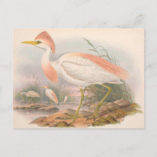 Carte postale Egret Vintage Zoological Sketch