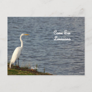 Carte Postale Egret vous invitant à venir en Louisiane