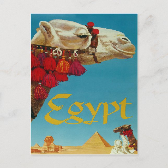 Carte Postale Egypte, chameau sur le désert avec pyramides et sp (Devant)