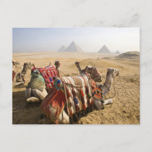 Carte Postale Egypte, Le Caire. Repose des chameaux