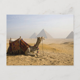 Carte Postale Egypte, Le Caire. Un chameau solitaire