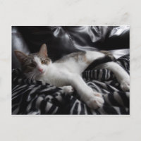 Carte postale égyptienne Mau Mix Joli chat