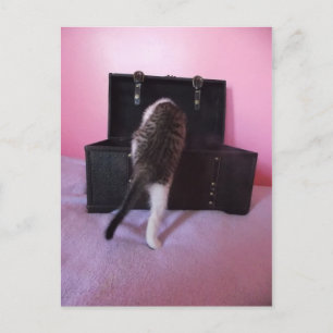 Carte postale égyptienne Mau Mix kitten