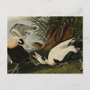 Carte Postale Eider Duck, Eider commun, Audubon Birds of America