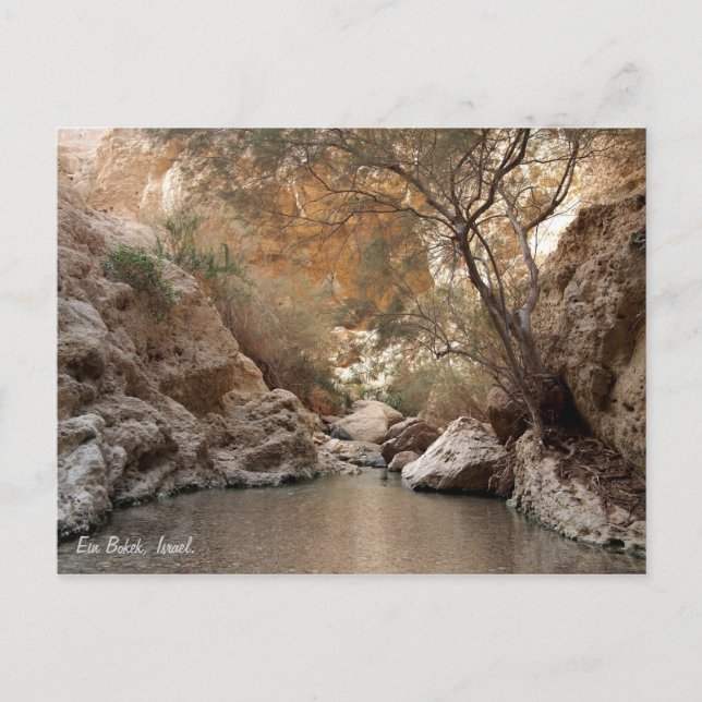 Carte Postale Ein Bokek, Israël. (Devant)