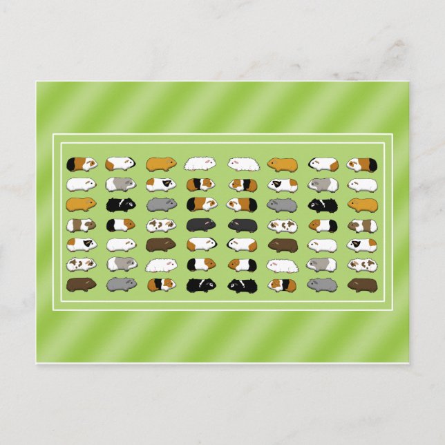 Carte Postale Eine Postkarte mit Meerschweinchen (Devant)