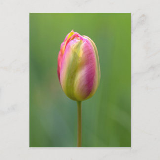 Carte Postale Einzelne Tulpe
