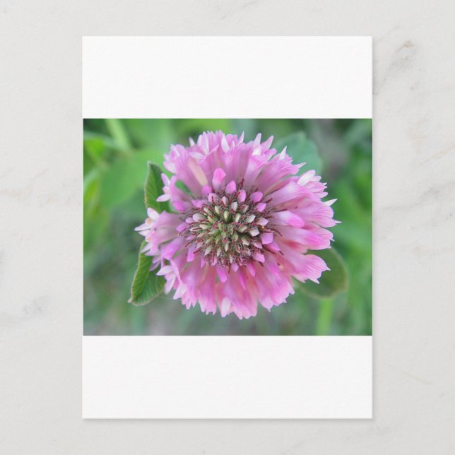 Carte Postale Einzigartige rosa Blüte (Devant)