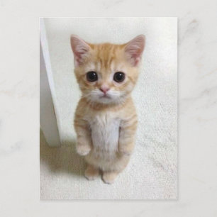 Carte postale El Gato Cat Meme