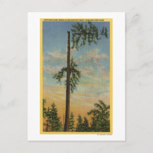 Carte Postale Élagage d'un épicéa géant pour une navigation de 6