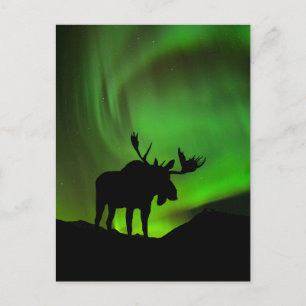 Carte Postale Élan avec aurore boréale verte, Alaska