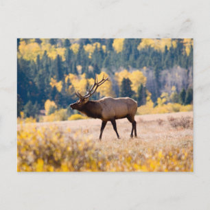 Carte Postale Élan dans le parc national de Rocky Mountain, Colo