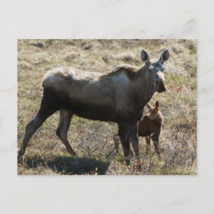 Carte Postale Élan femelle d'Alaska avec son petit