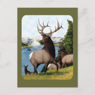 Carte Postale Élan Wapiti