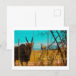 Carte Postale Eland Antelope Animal South Africa ZA