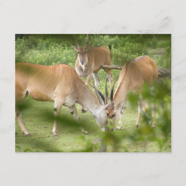 Carte Postale Eland commun (Devant)