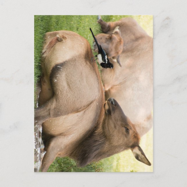 Carte Postale Élans et oiseau (Devant)