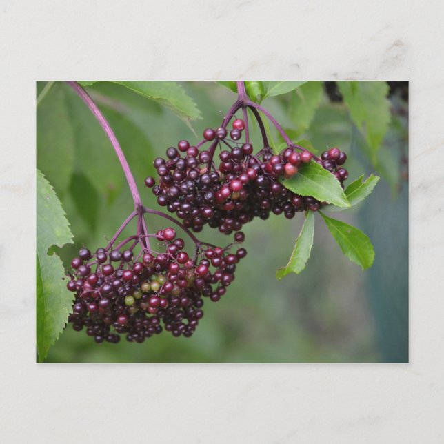 Carte postale Elderberry (Devant)