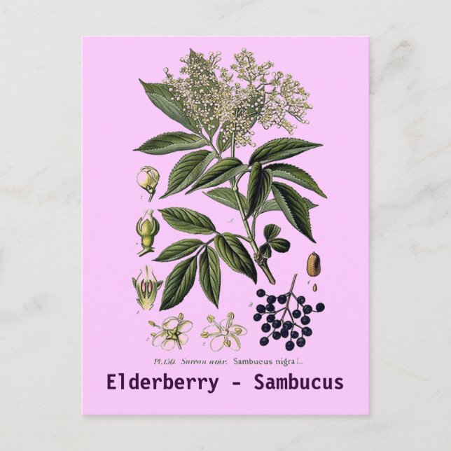 Carte postale Elderberry Sambucus (Devant)