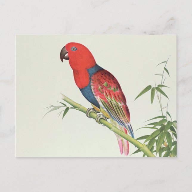 Carte Postale Electus Parrot, sur une pousse de bambou (Devant)